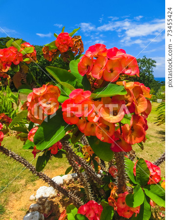Red and Yellow Flowers in Full Bloom Red and Yellow Flowers in Full Bloom 73455424