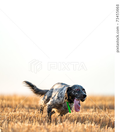 Pointer pedigree dog running over the field against white sky 73455668