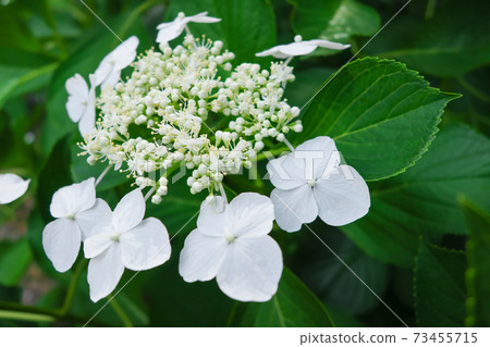 繡球花·雨季圖像 繡球花·雨季圖像 73455715