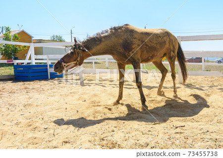 A horse shakes off the sand after lying on its back in the sand 73455738