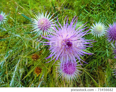 The pink milk thistle flower in bloom in summer morning. 73456682