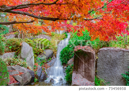 Autumn leaves in Mejiro Garden Autumn leaves in Mejiro Garden 73456938