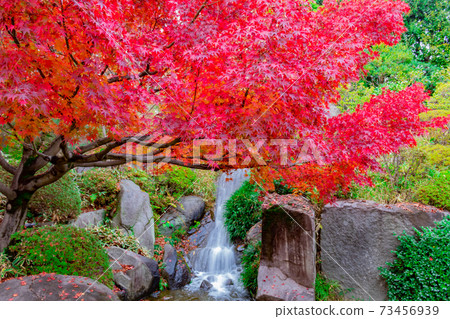 Autumn leaves in Mejiro Garden Autumn leaves in Mejiro Garden 73456939