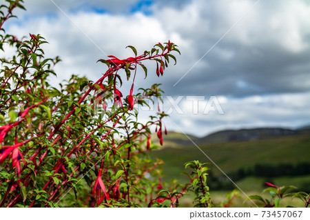 Wildflower Fuchsia growing in County Donegal - Ireland Wildflower Fuchsia growing in County Donegal - Ireland 73457067