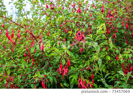 Wildflower Fuchsia growing in County Donegal - Ireland Wildflower Fuchsia growing in County Donegal - Ireland 73457069