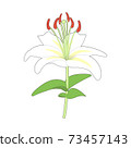 Illustration of white lily 73457143