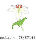 Illustration of white lily 73457144