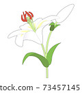 Illustration of white lily 73457145