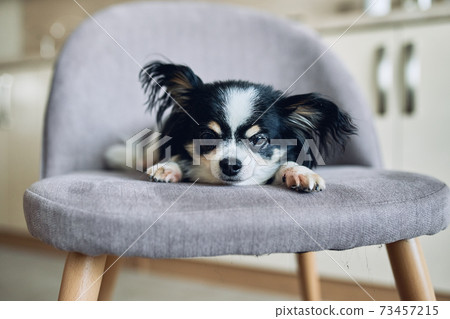 Close-up of the head of a small black and white dog Chihuahua. 73457215