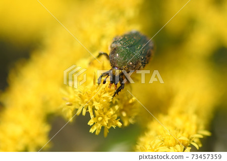 Cetoniinae 吃來自一枝黃花的花粉。正面。 73457359