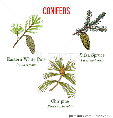 Set of different conifiers branches with cones 73457649