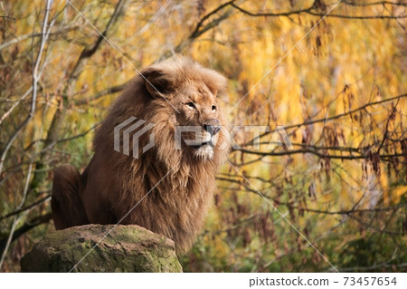 Portrait of a lion with an orange background Portrait of a lion with an orange background 73457654