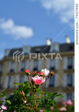 Small roses blooming in the city of Paris Small roses blooming in the city of Paris 73457699