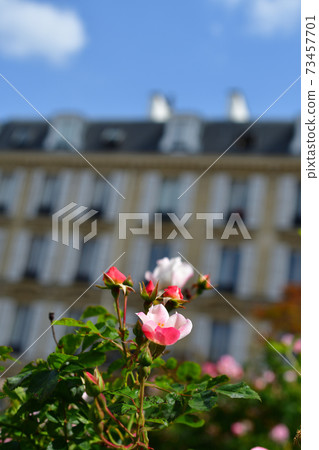 Small roses blooming in the city of Paris Small roses blooming in the city of Paris 73457701