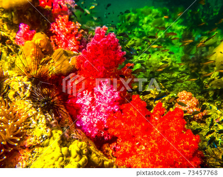 The colorful red coral reef with sea urchin in tropical, underwa The colorful red coral reef with sea urchin in tropical, underwa 73457768