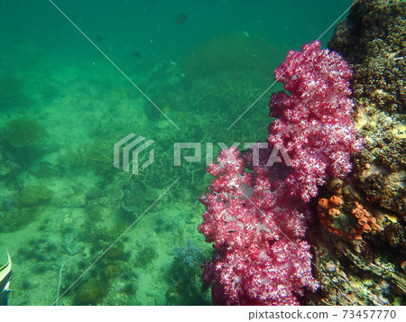 Beautiful healthy soft corals in bloom surrounded by a schooling fish in the clear water 73457770