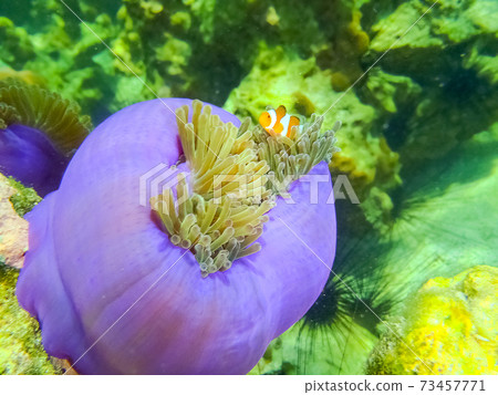 The green coral reef with sea in tropical, underwater. 73457771