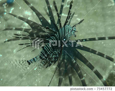 Lionfish or scorpions fish swimming near coral reef in clear tropical waters Lionfish or scorpions fish swimming near coral reef in clear tropical waters 73457772