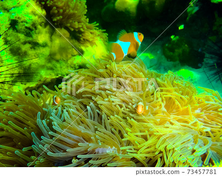 The colorful red coral reef with sea in tropical, underwater. The colorful red coral reef with sea in tropical, underwater. 73457781