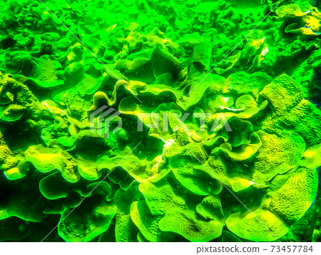 The green coral reef with sea in tropical, underwater. The green coral reef with sea in tropical, underwater. 73457784
