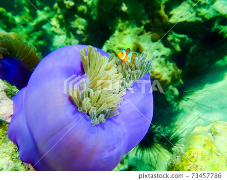 The colorful coral reef with sea in tropical, underwater. 73457786