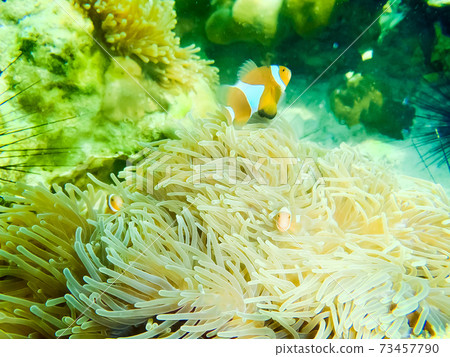 Clown Anemonefish, Amphiprion percula, swimming among the tentacles of its anemone home. Clown Anemonefish, Amphiprion percula, swimming among the tentacles of its anemone home. 73457790