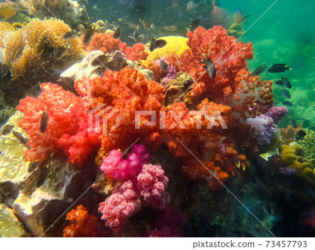 The colorful red coral reef with sea urchin in tropical, underwater. 73457793