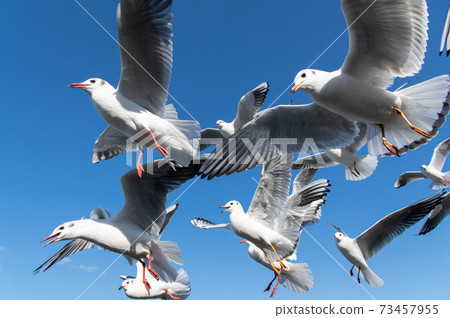 A group of seagulls A group of seagulls 73457955