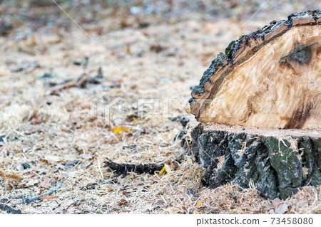 the cut down a tree, a stump from a felled tree and scattered sawdust around, copy space. the cut down a tree, a stump from a felled tree and scattered sawdust around, copy space. 73458080