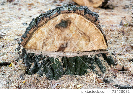 The stump of the remains of a tree that had been felled, pieces of destruction of the forest covered with sawdust. The stump of the remains of a tree that had been felled, pieces of destruction of the forest covered with sawdust. 73458081