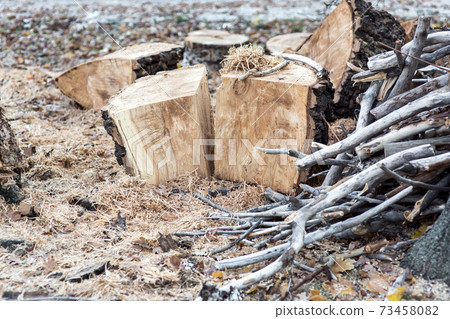 cut down a tree scattered sawdust and folded on a pile of branches. cut down a tree scattered sawdust and folded on a pile of branches. 73458082