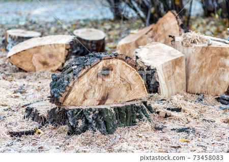 The consequences of cutting old wood remains of wood in the form of hemp and sawdust. 73458083