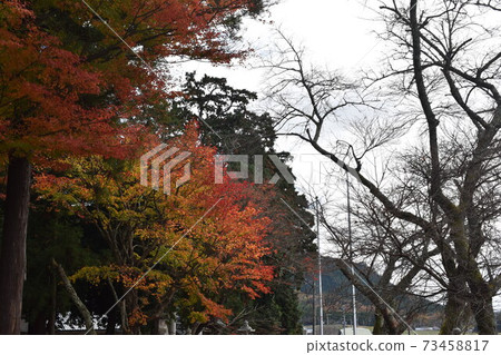 Hunting for autumn leaves at Hiyoshi Shrine Hunting for autumn leaves at Hiyoshi Shrine 73458817