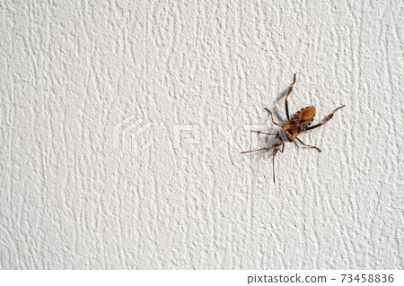 Bug crawling on rough wall Bug crawling on rough wall 73458836