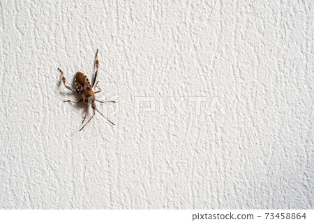 Bug crawling on rough wall Bug crawling on rough wall 73458864