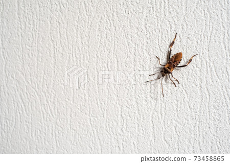 Bug crawling on rough wall 73458865