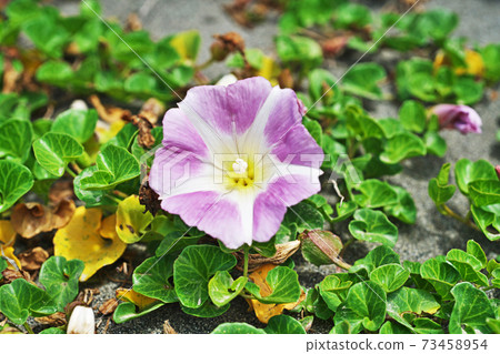 Spring bindweed flowers Spring bindweed flowers 73458954