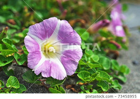 Spring bindweed flowers Spring bindweed flowers 73458955