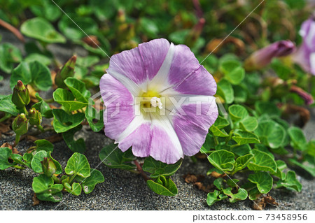 Spring bindweed flowers Spring bindweed flowers 73458956
