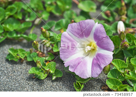 Spring bindweed flowers Spring bindweed flowers 73458957
