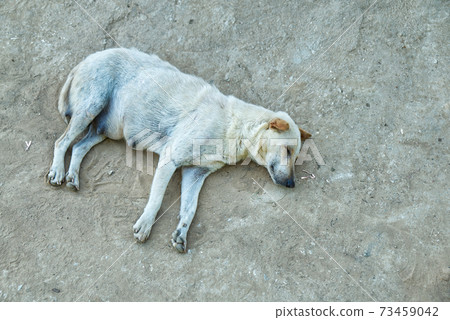 Stray Dog Sleeping in Peace on the Dirt Road in the Local Area. Stray Dog Sleeping in Peace on the Dirt Road in the Local Area. 73459042