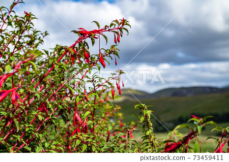 Wildflower Fuchsia growing in County Donegal - Ireland Wildflower Fuchsia growing in County Donegal - Ireland 73459411