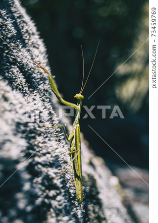 A green mantis on a rock A green mantis on a rock 73459769