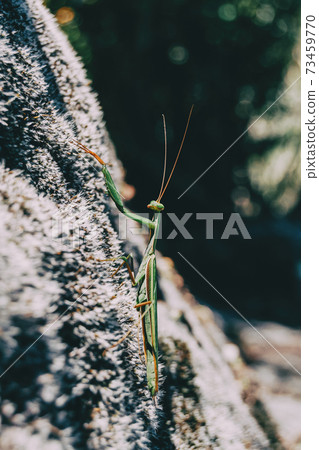 A green mantis on a rock 73459770