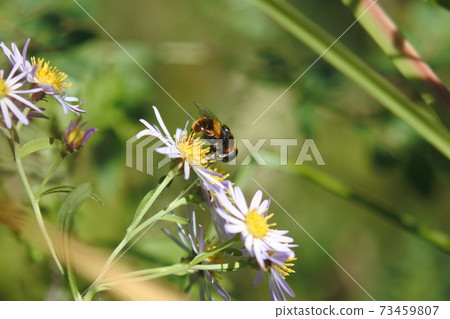 Ohanaab: Perching on one of the wild chrysanthemum flowers and sucking nectar. 73459807