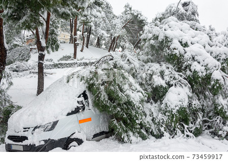 Fallen trees in city center, stormy weather and traffic accident, insurance, weather forecast . Fallen trees in city center, stormy weather and traffic accident, insurance, weather forecast . 73459917
