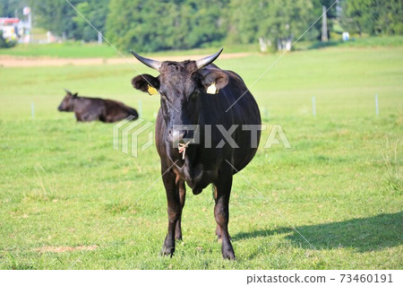 牛(日本黑毛) 牛(日本黑毛) 73460191