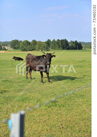 牛(日本黑毛) 牛(日本黑毛) 73460192