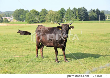 牛(日本黑毛) 牛(日本黑毛) 73460198