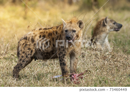 Hyena eating, Africa Hyena eating, Africa 73460449